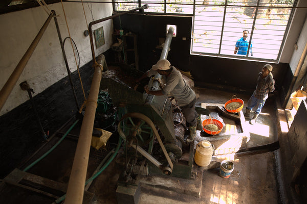 Coffee Processing Methods | How coffee is processed in India & around the World.