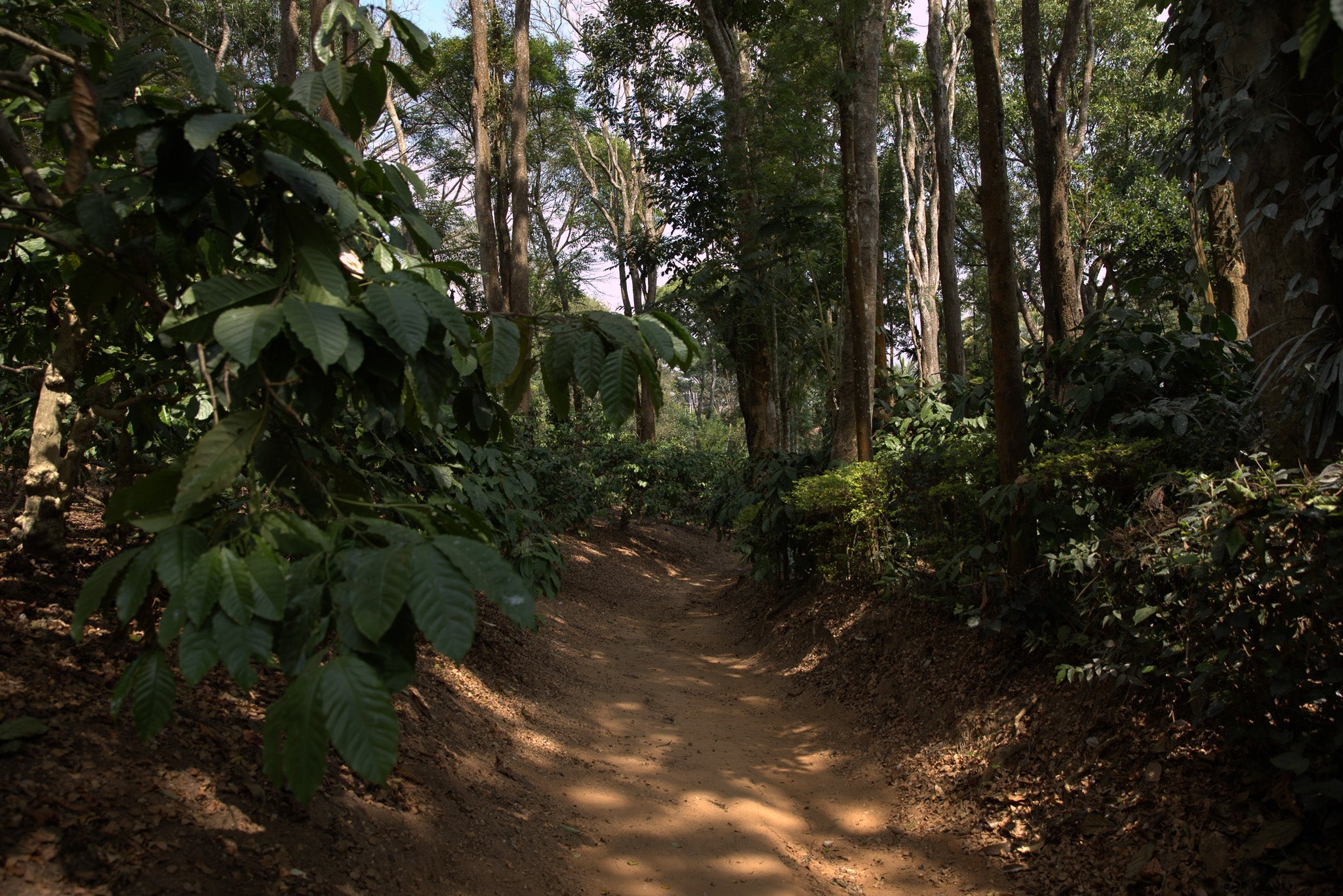 Shade Grown & Carbon Sequestration