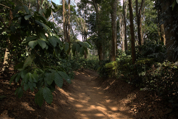 Shade Grown & Carbon Sequestration