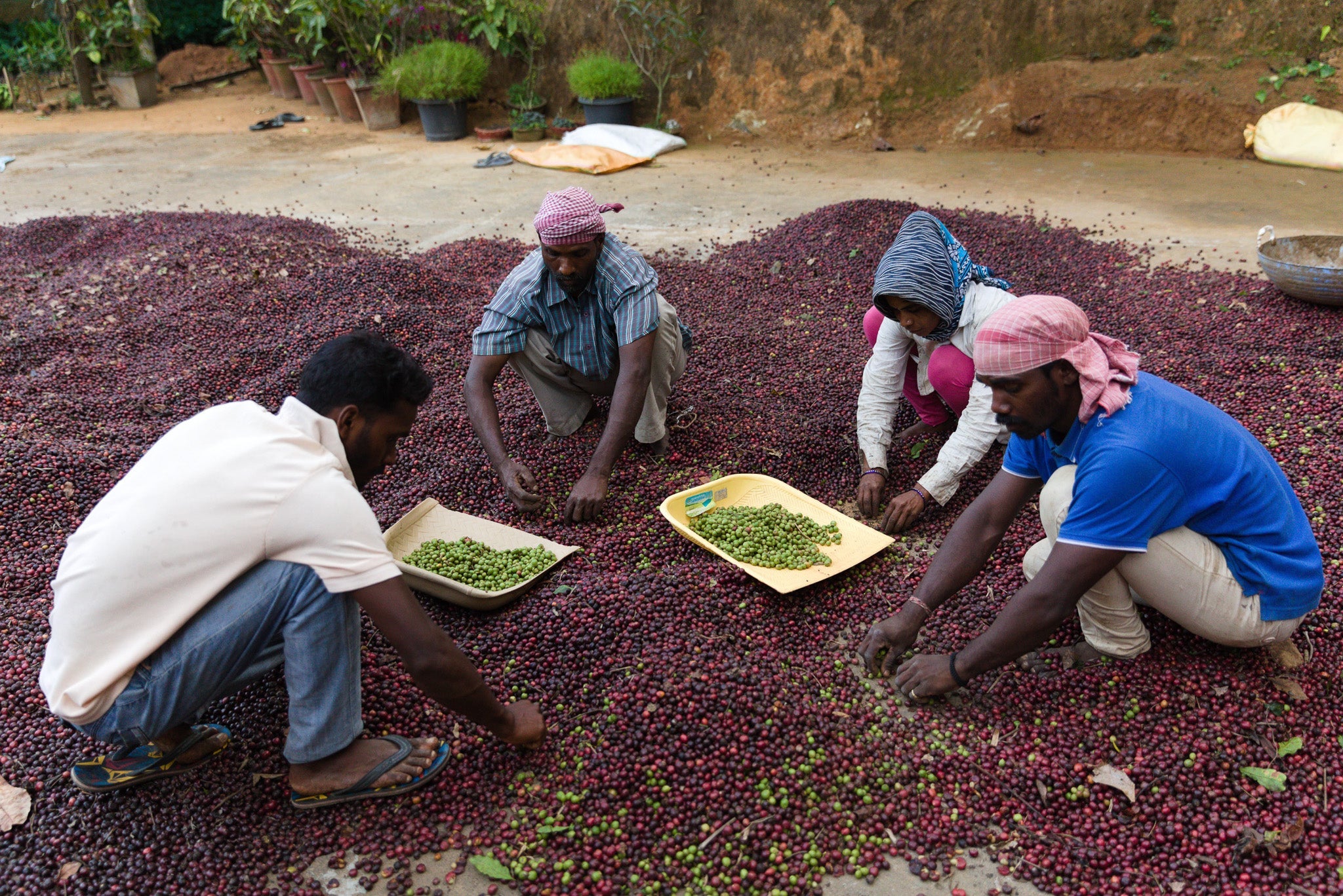 Coffee & Sustainable Agriculture