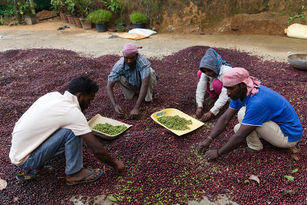 Coffee & Sustainable Agriculture