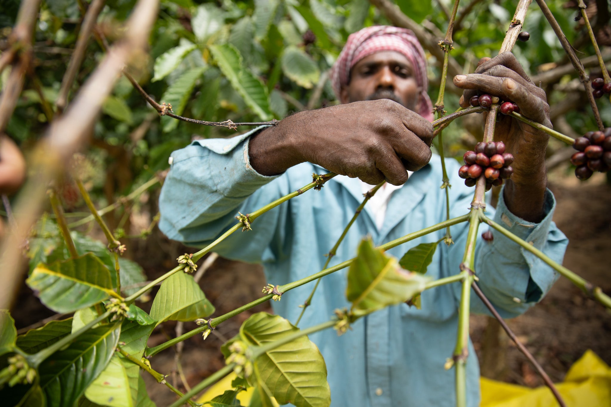 Rethink Robusta: The Global Landscape