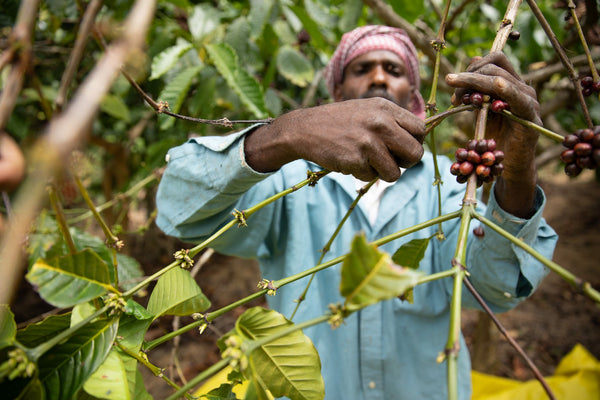 Rethink Robusta: The Global Landscape