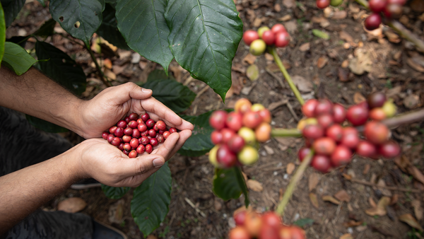 Decoding the Coffee Wave
